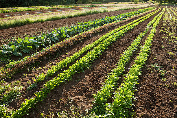 The Art of the Ethical Review Request: Cultivating Feedback Without Crossing into Spam