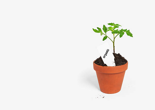 The Hidden Power of Seedling Keywords: A Guerrilla Tactic for Unearthing Long-Tail Gold